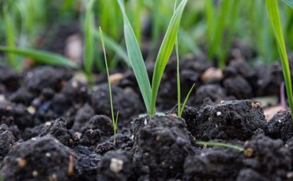 How to tackle resistant grass-weeds that have marched north