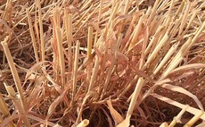 Harvest 22: What pink straw means for nutrient offtake