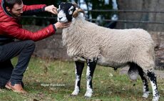 Peak of 60,000 for Swaledale rams at Kirkby Stephen