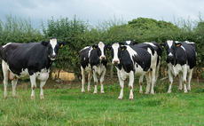 Key learnings to prevent BVD breakdrowns on-farm