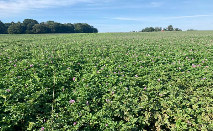 Potatoes companion cropped with peas and beans.