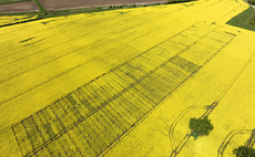 Study reveals farmers' reliance on oilseed rape