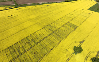 OSR continues to be seen as an 'integral' break crop, according to a new study