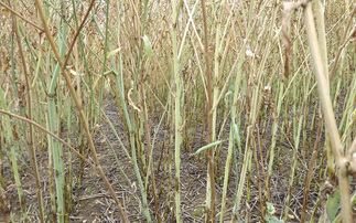 AHDB has published its first RL oilseed rape verticillium stem stripe data