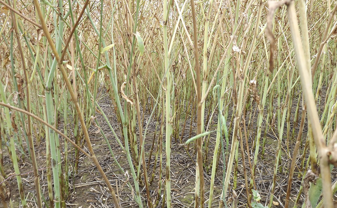 AHDB has published its first RL oilseed rape verticillium stem stripe data