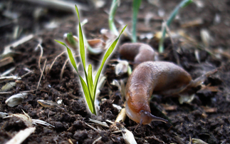 Could plant breeding provide a slug threat solution?