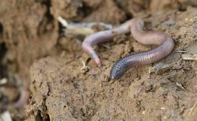 Using a probe to measure the soil animals via sound will be a big improvement on the current method of digging soil pits to find worms.