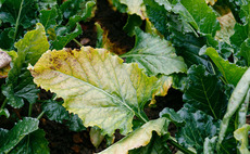 Threat of virus yellows in sugar beet much higher than last year