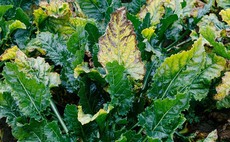 Milder winter puts beet crops at high risk of virus yellows this season