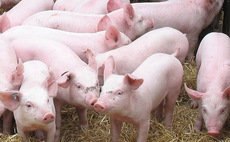 Pig industry returns to profit