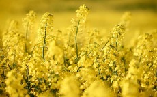 Harnessing best-practice for OSR establishment