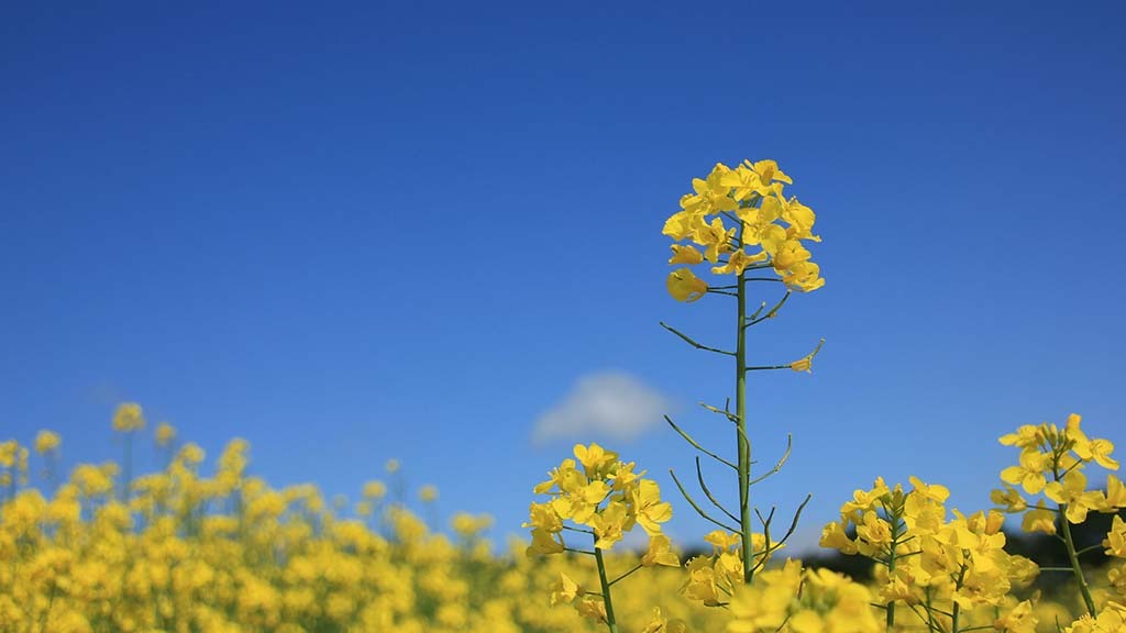 Hope for OSR as industry tackles challenges together