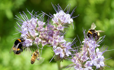 9 ways to get more bees in your garden