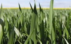 Trial site to investigate fungicide treatments opens in Derbyshire