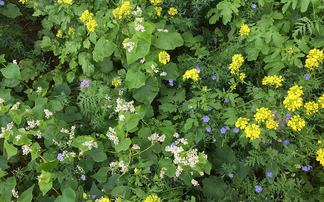 Choose cover crop mixes for rotational benefits over SFI eligibility