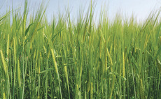 Safeguard barley yields by protecting green leaf areas