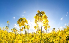 Top tips for protecting oilseed rape oil bonuses this season