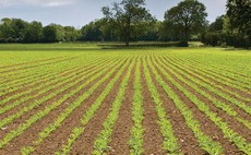 Late emerging beet is under aphid threat