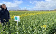 New oilseed rape resistance gene to stop phoma spread