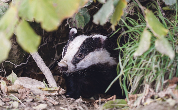 Badger culling will continue in England.