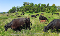 Beef cattle key to sustainable meadow restoration in Romania