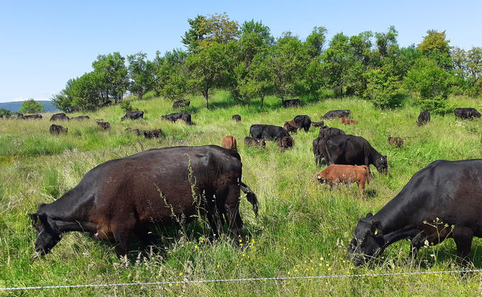 Beef cattle key to sustainable meadow restoration in Romania