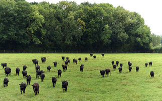 Cattle in Sainsbury's lower carbon beef range are bred using semen from a choice of two Aberdeen-Angus sires.