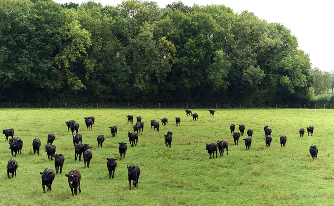 Cattle in Sainsbury's lower carbon beef range are bred using semen from a choice of two Aberdeen-Angus sires.