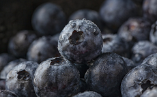 Bumblebees boost bumper British blueberry crop