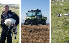 Two lambs orphaned after Bodmin Moor sheep attack