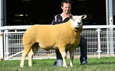 Texels take top prices at Builth  