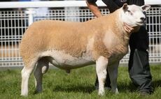 Texels lead Builth at 8,000gns