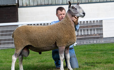 Two breeds smash records at Builth NSA sale