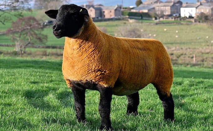 Avon and Somerset Police said some of the sheep stolen were believed to be Suffolks