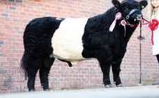 New Belted Galloway record of 14,000gns set at Castle Douglas