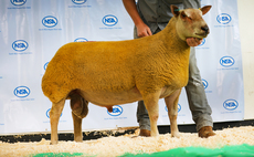 Strong ram trade at the NSA South West sale at Exeter