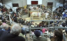 Auction marts urge caution as restrictions ease