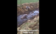 Police release sheep worrying footage to raise awareness