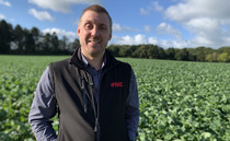 Consider a boron boost for OSR this autumn