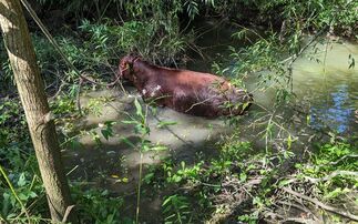 The cow had sustained an injury to her shoulder and neck from what is believed to have been a dog attack (RSPCA)