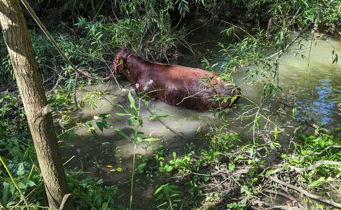 The cow had sustained an injury to her shoulder and neck from what is believed to have been a dog attack (RSPCA)