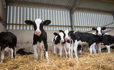 Defra opens online checker for calf housing grant