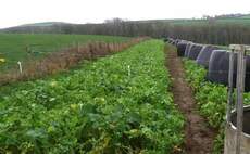 Break crop proved to be an invaluable forage