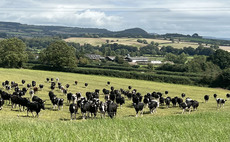 Dairy farm profits set to halve this year