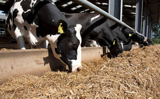 Breeding for feed-efficient dairy cows