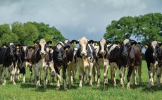 Eligibility concerns sees poor uptake of Government's Covid-19 dairy support scheme