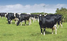 Dog walker gets trapped after climbing tree to escape from cows in North Yorkshire