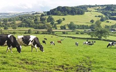 Killer cows group demands electric fences to protect walkers from cattle