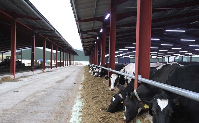 Monitoring system expedites Devon herd's genetic gains