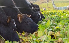 Spring-sown fodder crops meet the challenges